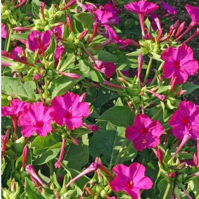 wortels mirabilis jalapa, nachtschone, Ophalen of Verzenden, Gehele jaar, Volle zon, Knol