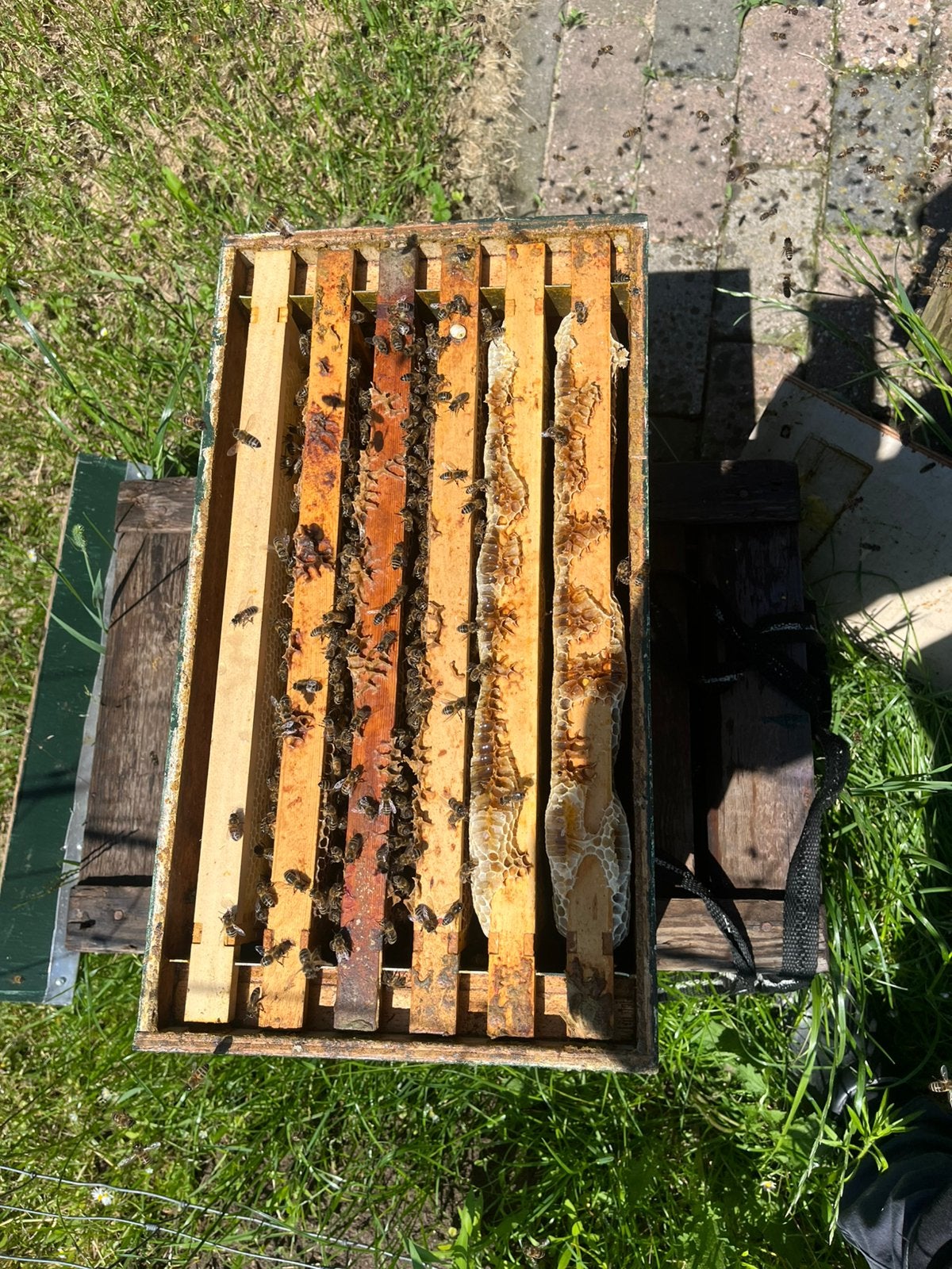 Bijenvlok, Dieren en Toebehoren, Insecten en Spinnen, Bijen