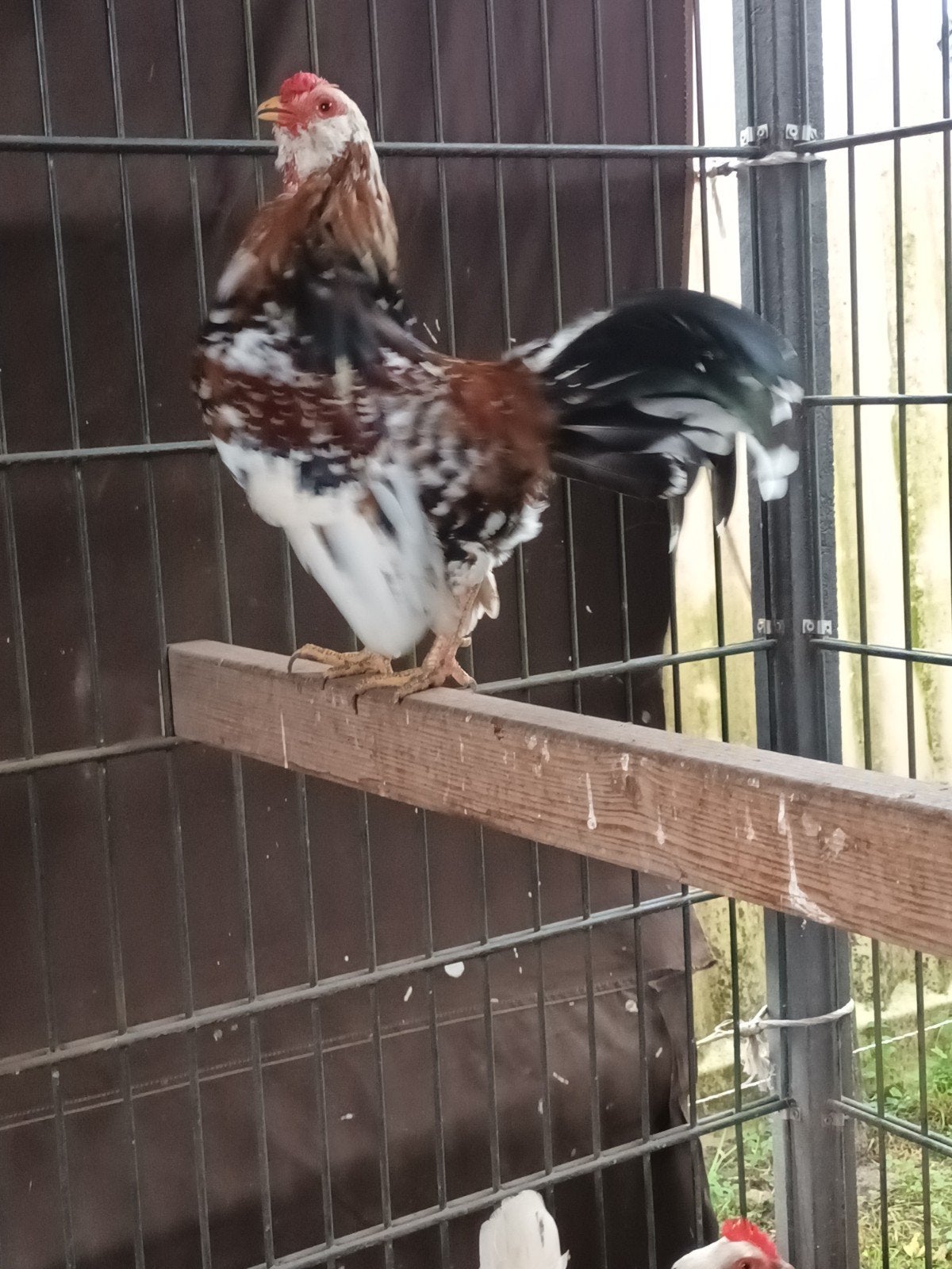 baardkrielen haan, Dieren en Toebehoren, Mannelijk, Kip