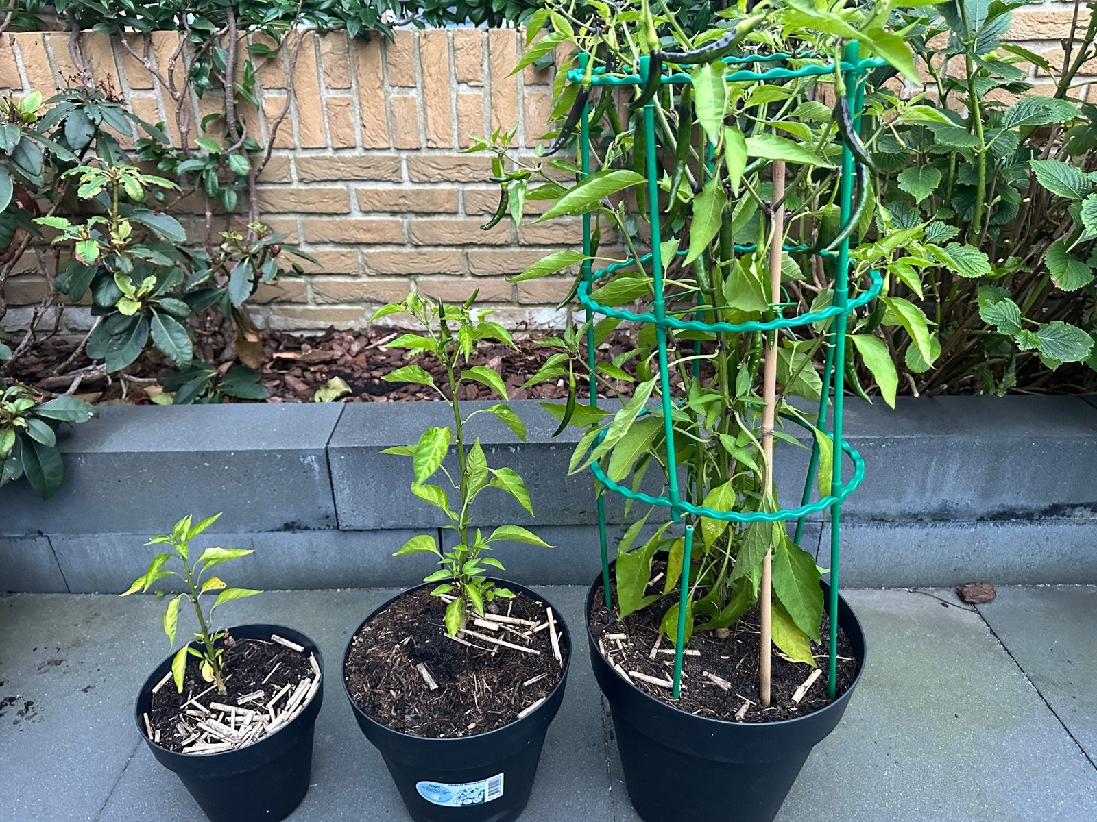 Biologische Peperplanten van verschillende formaten, Tuin en Terras, Planten | Tuinplanten, Volle zon, Groenteplanten, Eenjarig