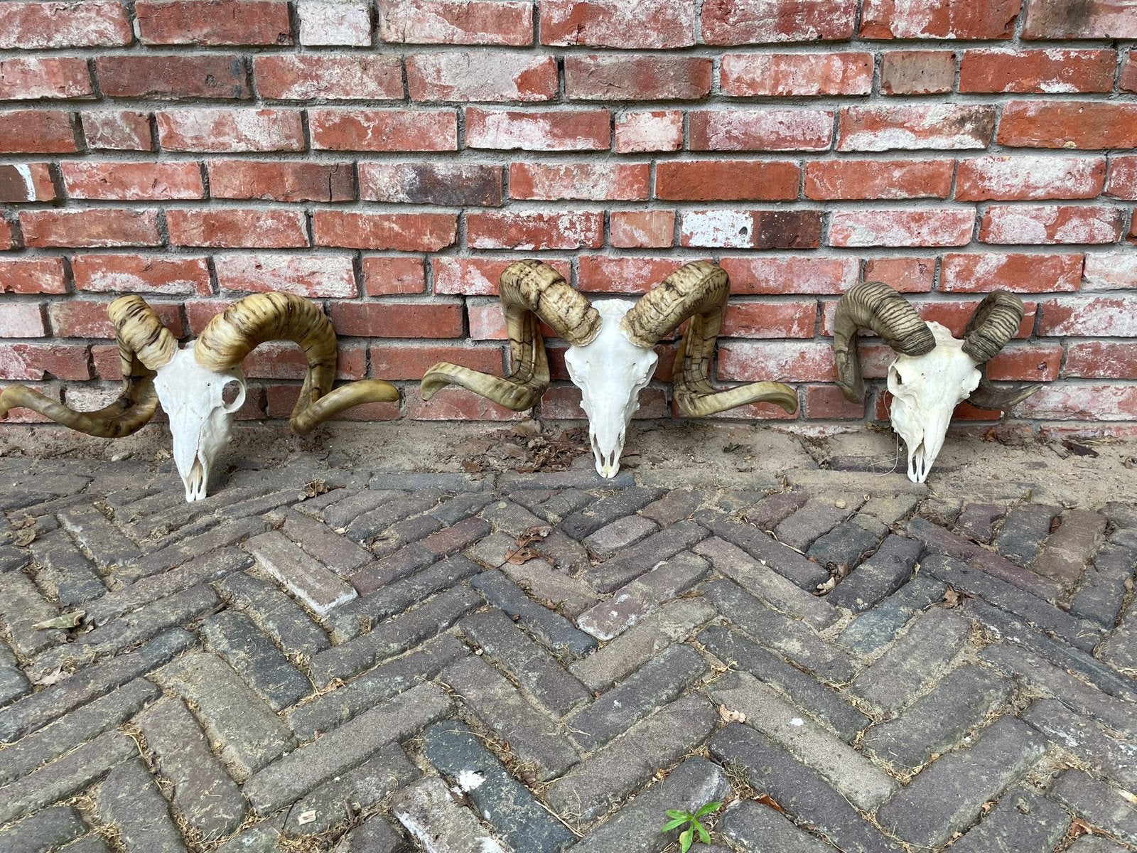 Ram schedels,schapenschedel,schedels,hoorns,geweien, Verzamelen, Dierenverzamelingen, Ophalen of Verzenden, Gebruikt, Boerderijdier