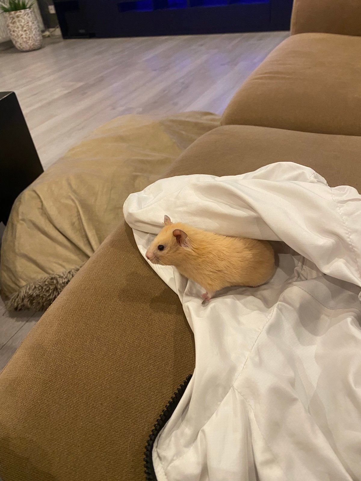 Hamster met kooi, Dieren en Toebehoren, Hamster, Vrouwelijk, Tam, September