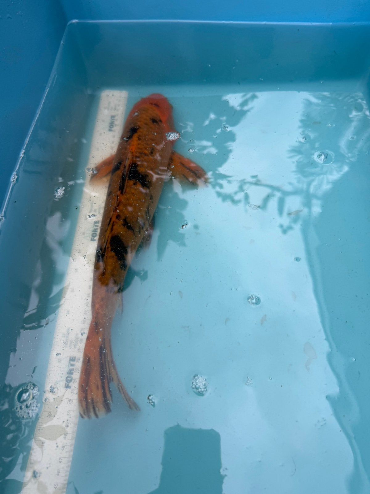 Aka Bekko koi, Karper of Koi