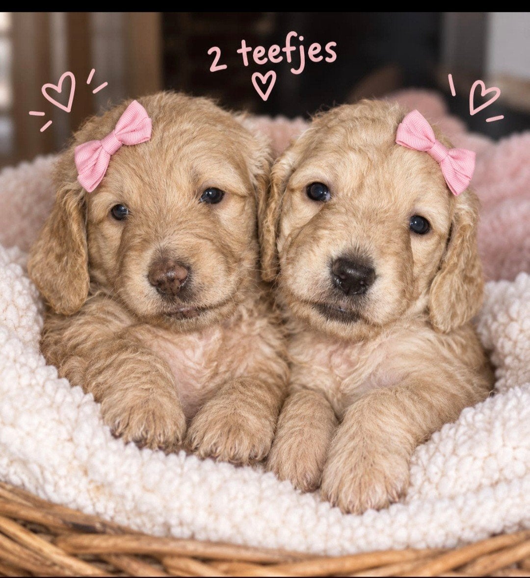 prachtige Creme kaninchen/dwerg Teckelpups, Dieren en Toebehoren, Kaninchen, 8 tot 15 weken, Langhaar, Meerdere