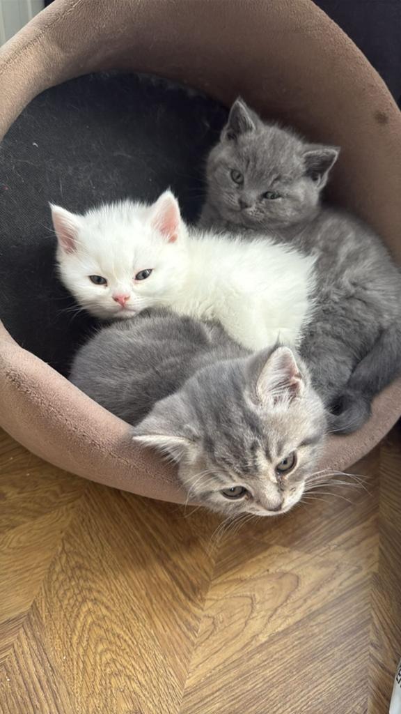 Kittens te koop., Dieren en Toebehoren, Meerdere dieren, Ontwormd, 0 tot 2 jaar