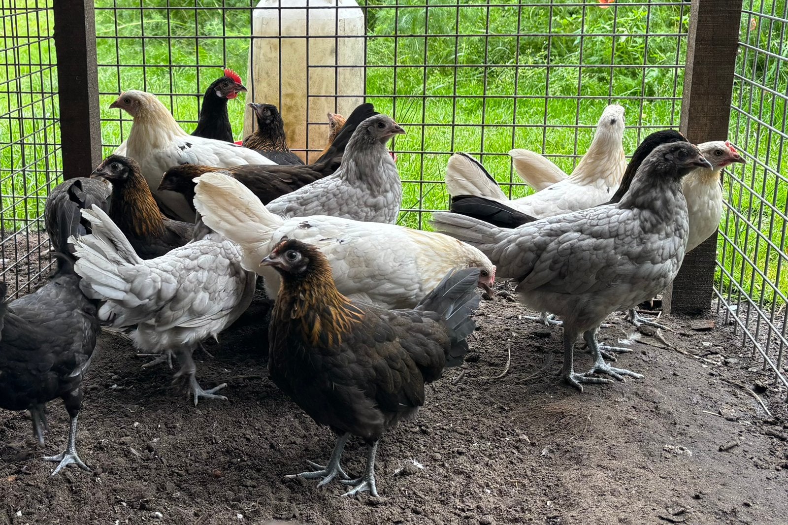 Drentse Hoen hennetjes broed 2026 te koop, Dieren en Toebehoren, Pluimvee, Kip, Vrouwelijk