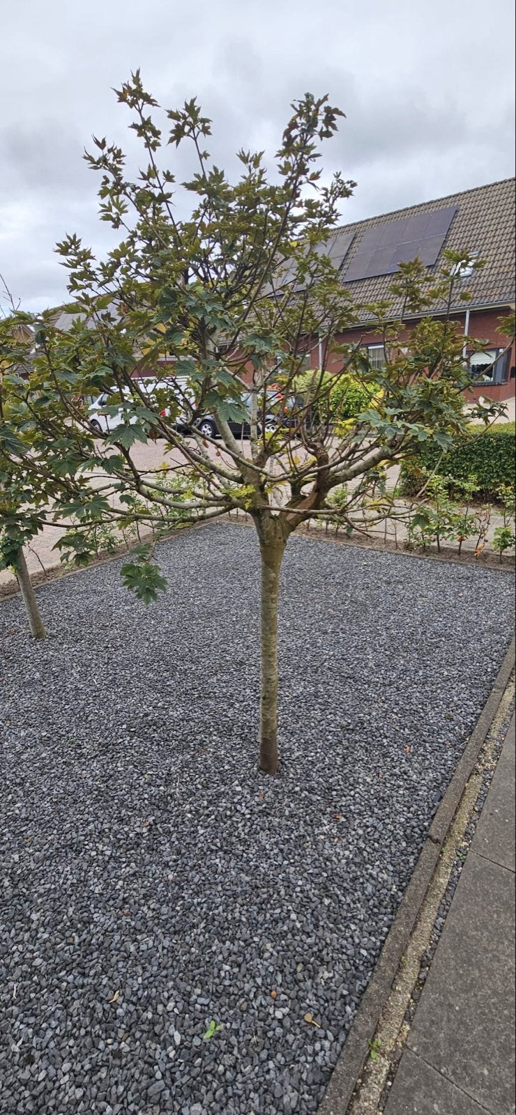 Gratis Esdoorn boompjes, Tuin en Terras, Volle zon, Vaste plant, Bloeit niet, Ophalen