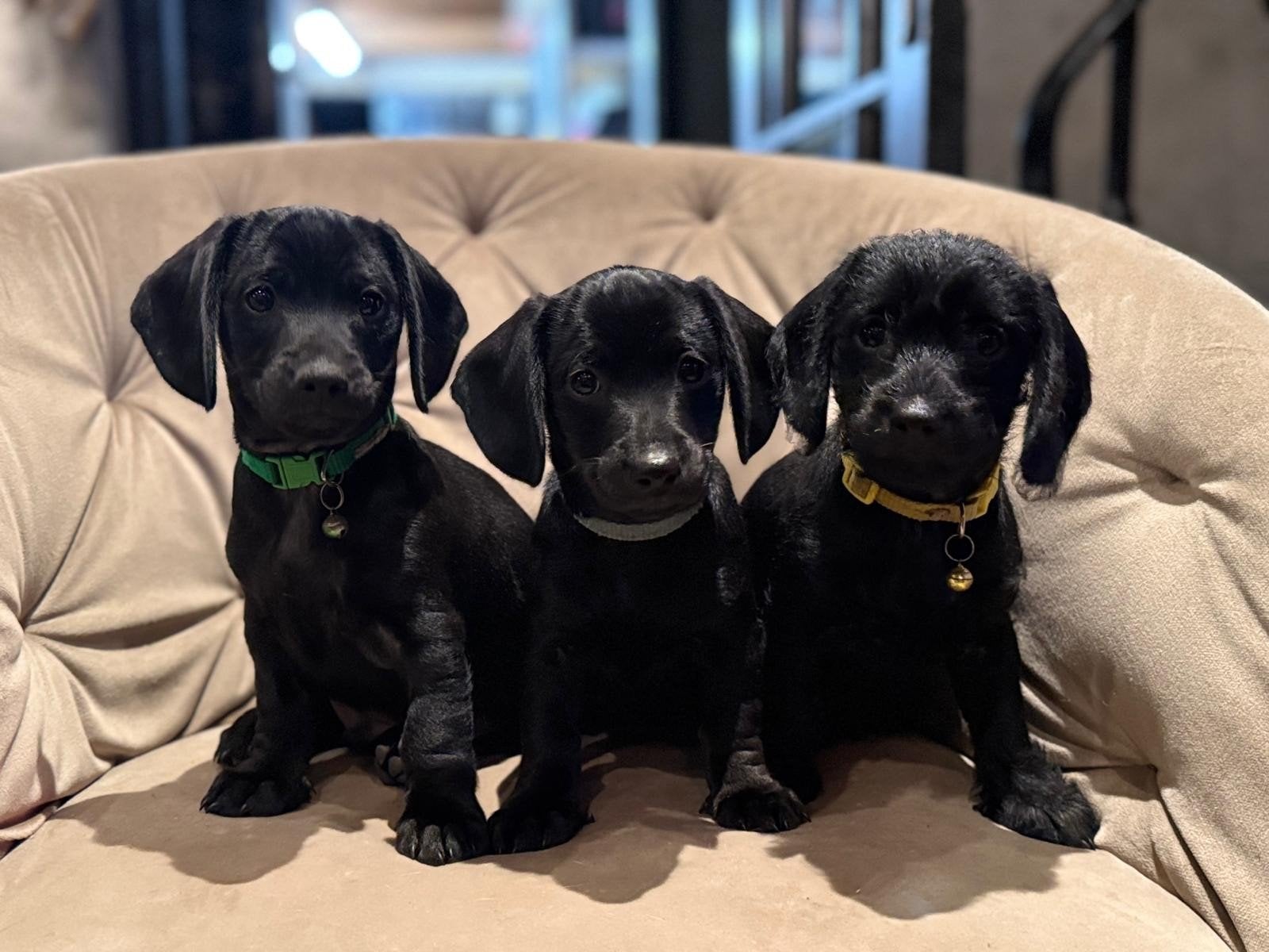 Nog 3 zwarte reuen️ Prachtige Doxiepoo's zoeken 4-ever hom, Dieren en Toebehoren, Poedel, CDV (hondenziekte), 8 tot 15 weken, Meerdere