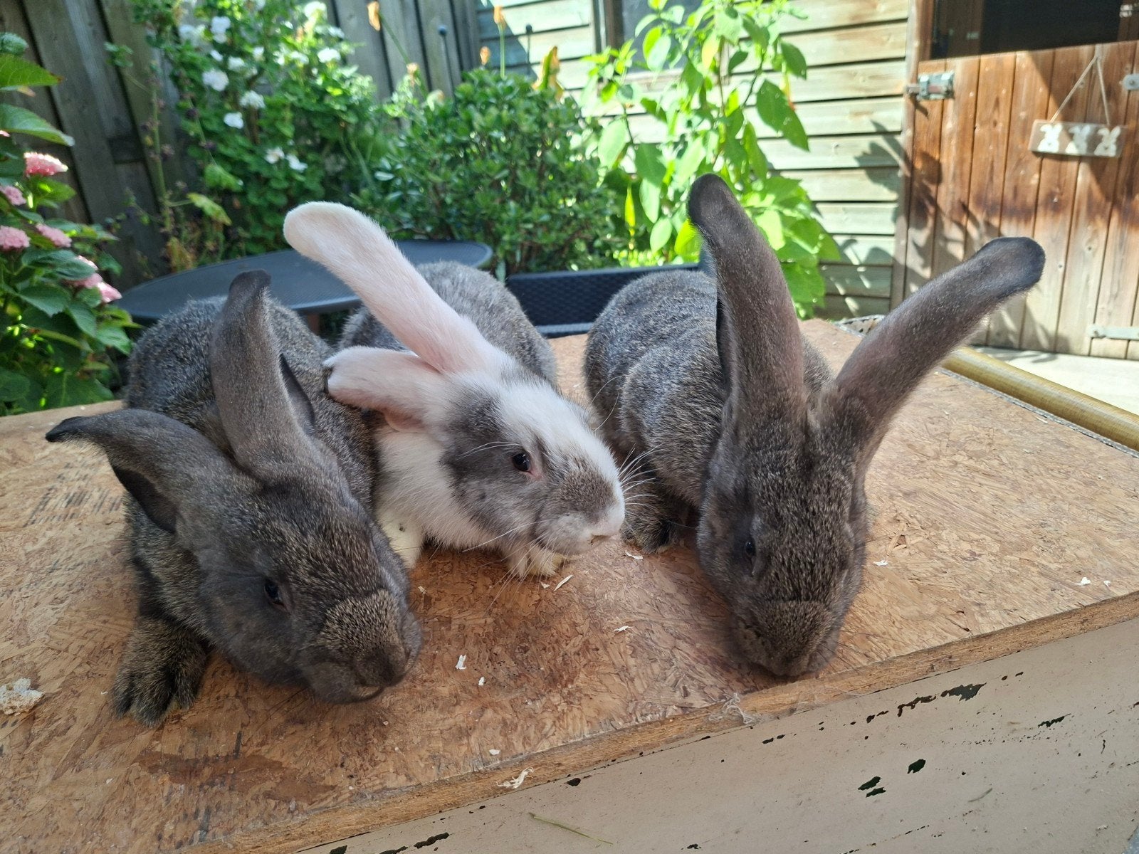 Jonge Duitse Reuzen te koop geënt!, Dieren en Toebehoren, Konijnen, Mannelijk, Groot, 0 tot 2 jaar