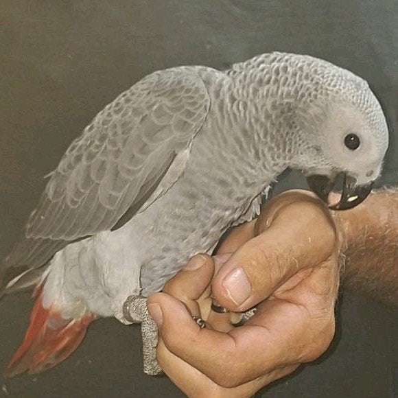 Lieve Levendige Baby Congo Grijze Roodstaart Papegaai, Dieren en Toebehoren, Vogels | Parkieten en Papegaaien, Geslacht onbekend