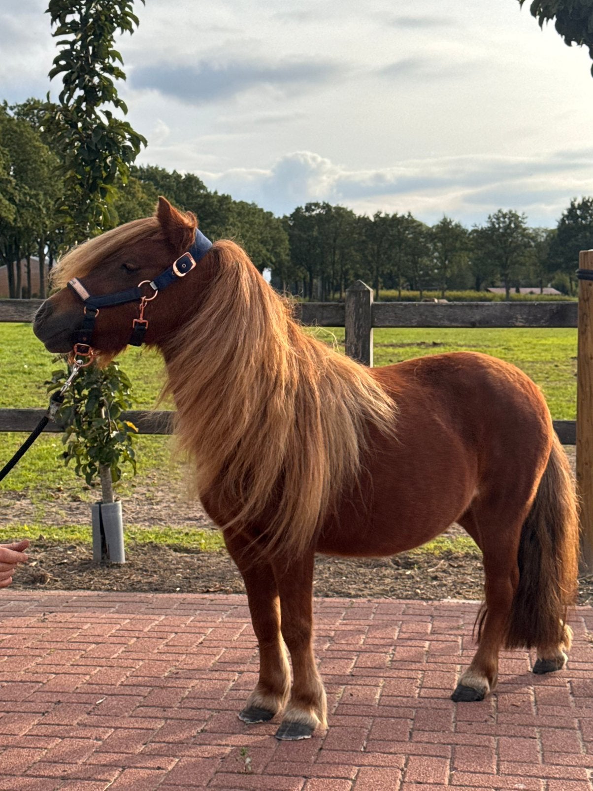 🩷Prachtige brave shetland pony’s🩷, Dieren en Toebehoren, Merrie, Met stamboom, Niet van toepassing, A pony (tot 1.17m)