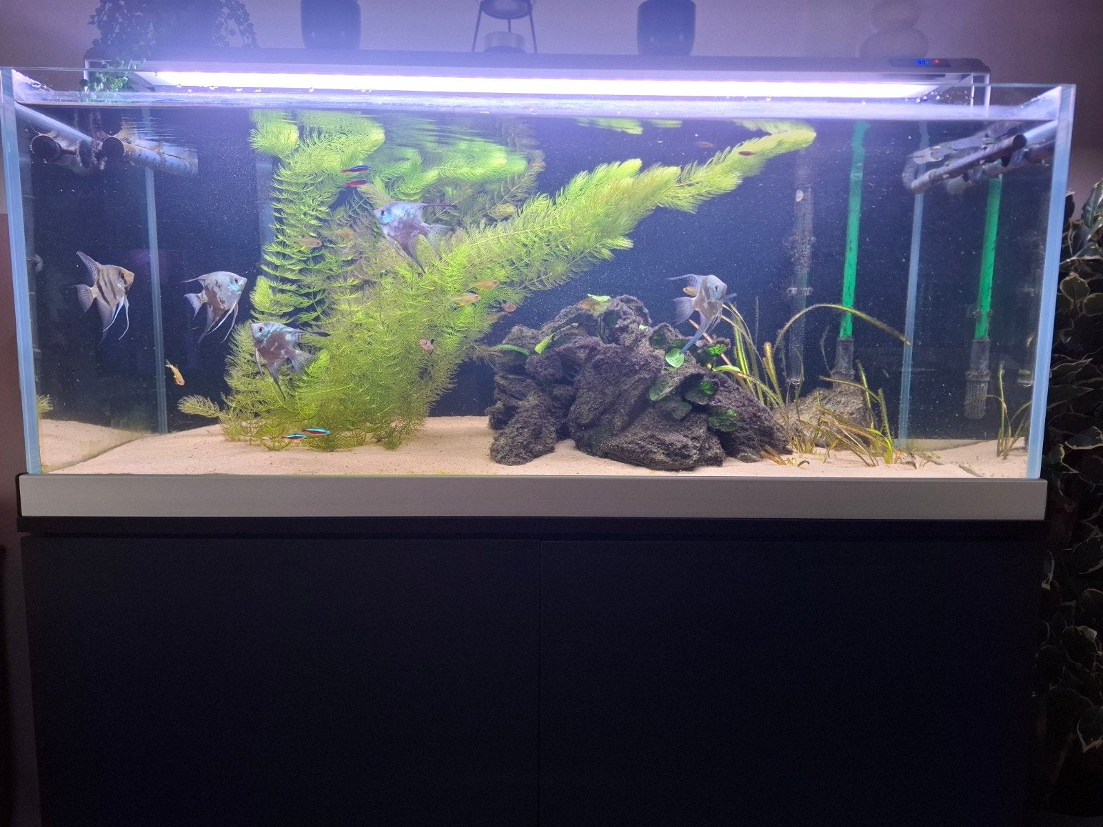 Aquarium met meubel 120 cm complete nette set, Dieren en Toebehoren, Ophalen, Gebruikt, Overige merken, Gevuld zoetwateraquarium