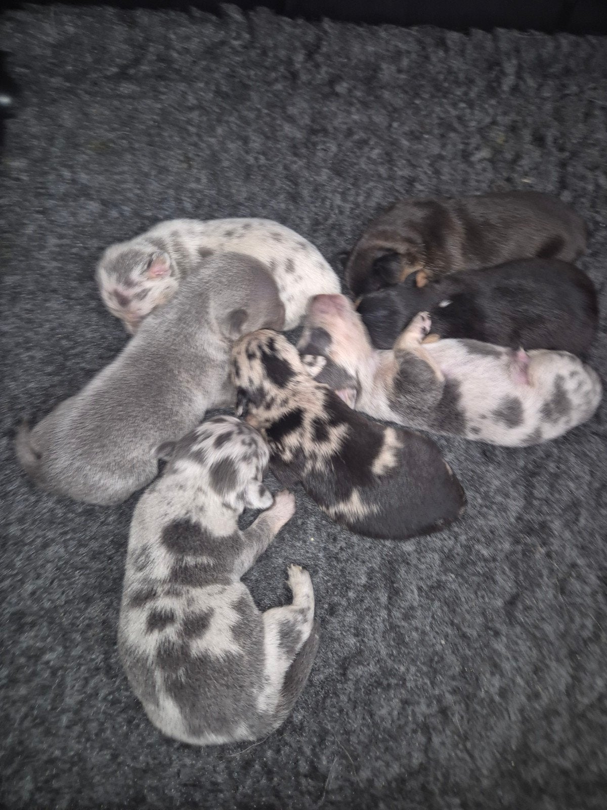merle jackrussell x chihuahua, Dieren en Toebehoren, Jack Russell Terriër, CDV (hondenziekte), 8 tot 15 weken, Meerdere