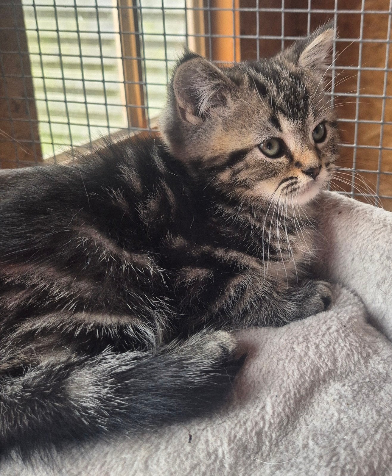 Prachtige  en hele lieve britse korthaar kittens  te koop, Dieren en Toebehoren, Katten en Kittens | Raskatten | Korthaar, Meerdere dieren