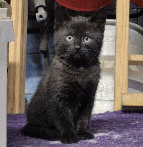 1 super leuke kitten, Dieren en Toebehoren, Meerdere dieren