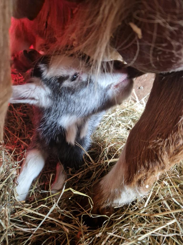 1 geitje te koop, Meerdere dieren, Geit, 0 tot 2 jaar