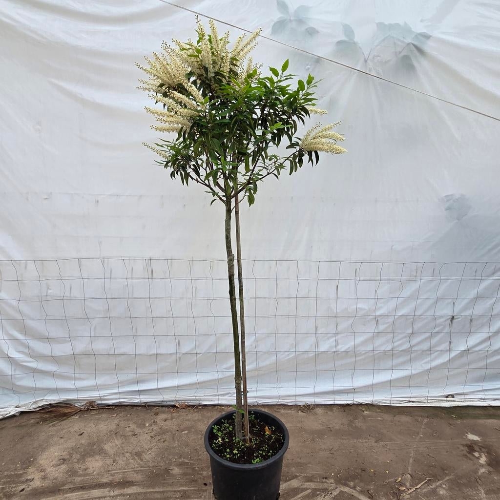 Portugese Laurier op stam - Prunus lusitanica 'Angustifolia', Vaste plant, Halfschaduw, Lente, Ophalen
