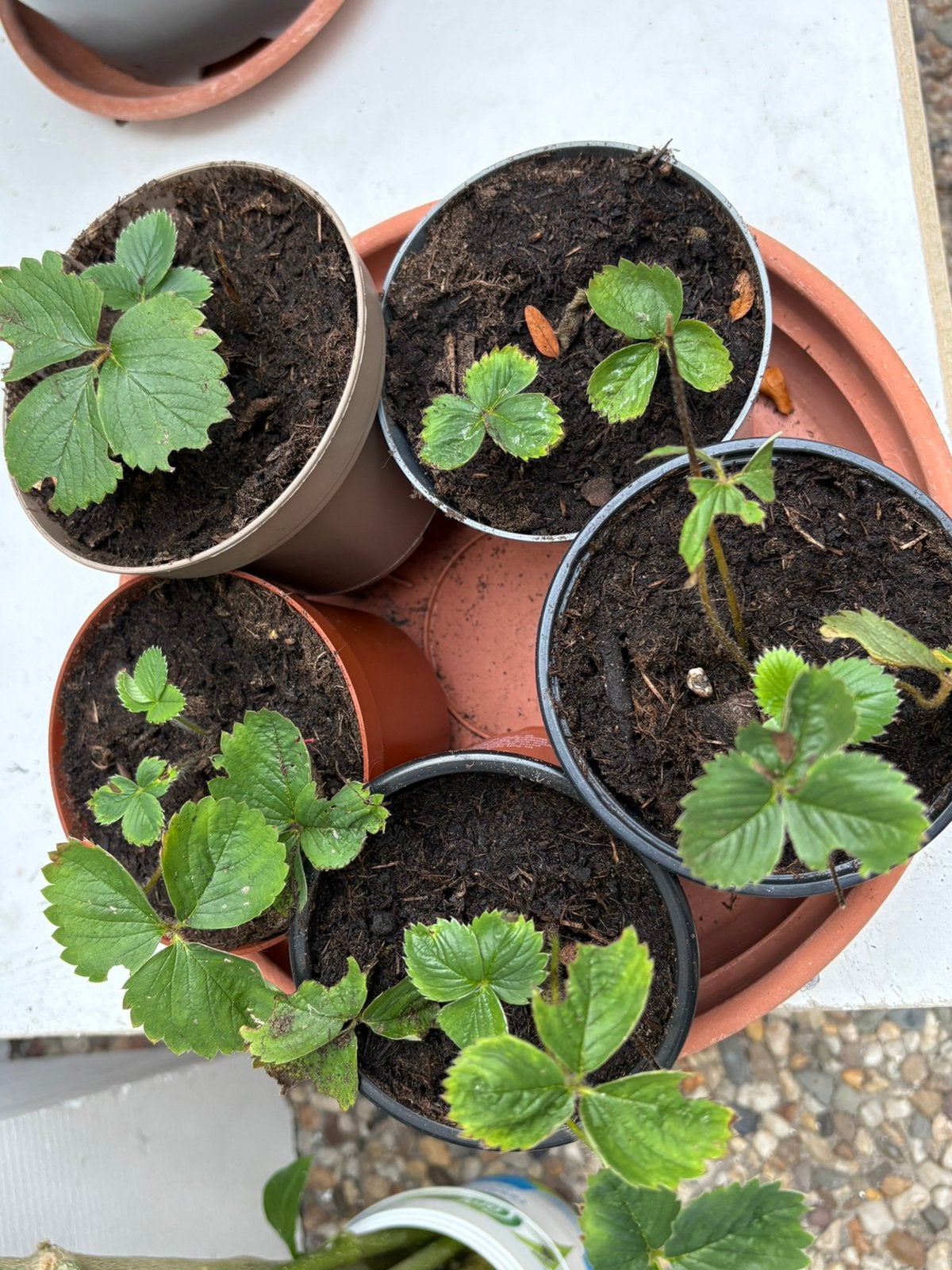 5 aardbeien plantjes ( doorbloeiers), Ophalen of Verzenden, Tweejarig, Volle zon