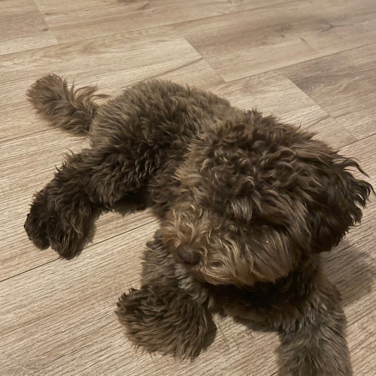 Puppy Maltipoo, Dieren en Toebehoren, 15 weken tot 1 jaar, Reu, Eén hond, Nederland