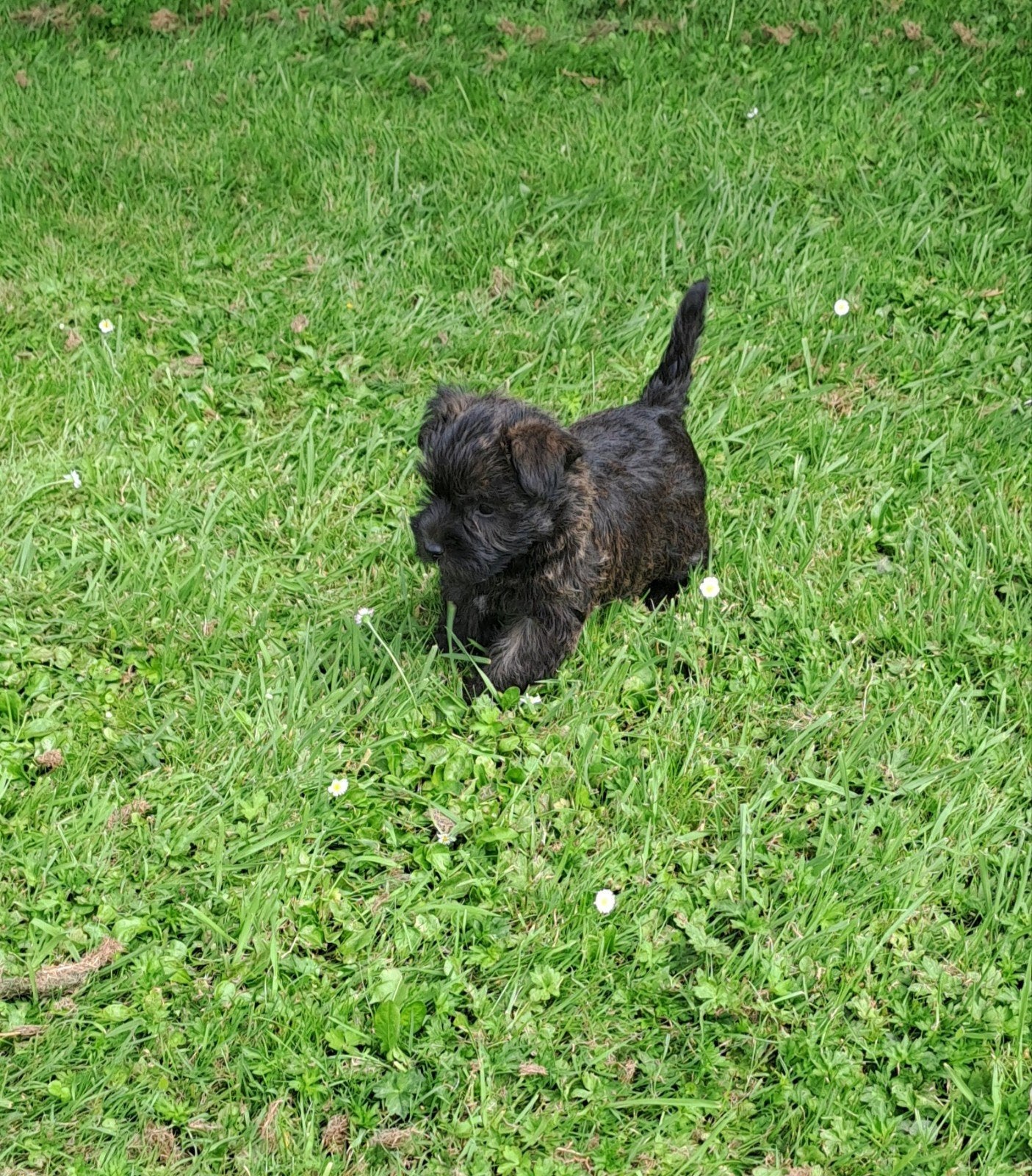 Mooie  cairnterriërpups, Dieren en Toebehoren, Parvo, Overige rassen, 8 tot 15 weken, Meerdere