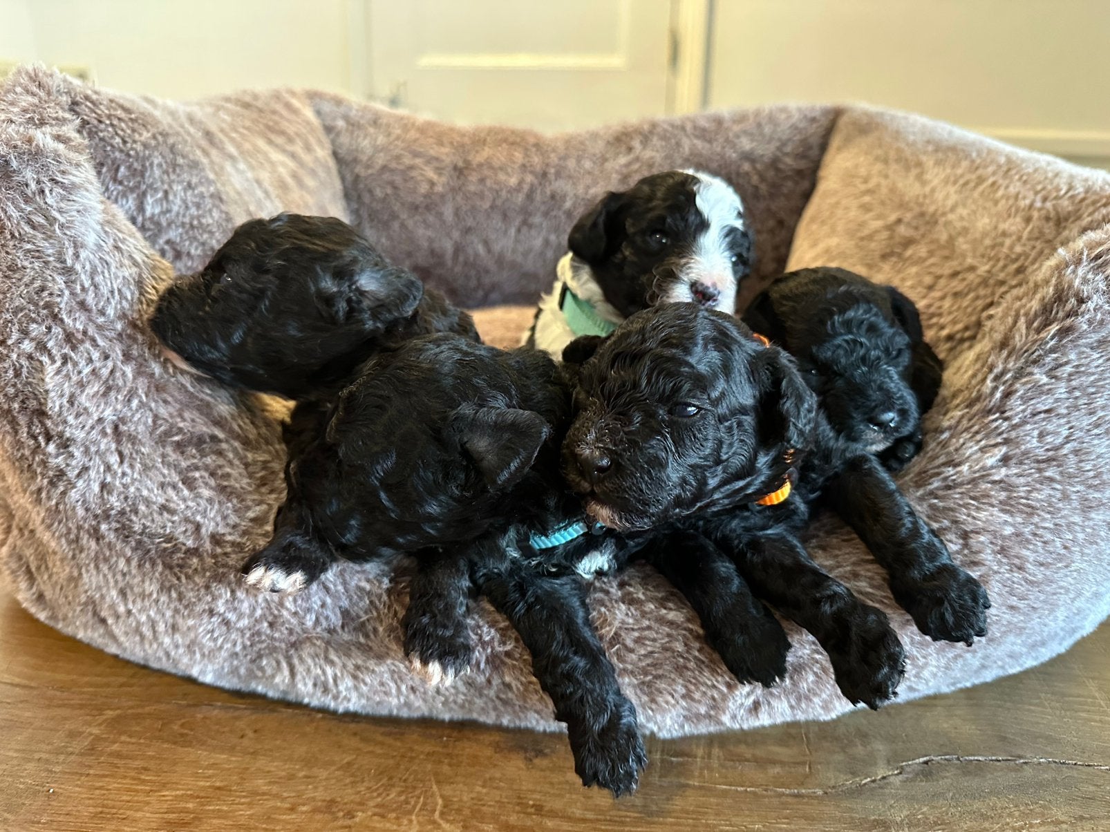 5 prachtige mini labradoodle pups, Dieren en Toebehoren, Overige rassen, 8 tot 15 weken, CDV (hondenziekte), Meerdere