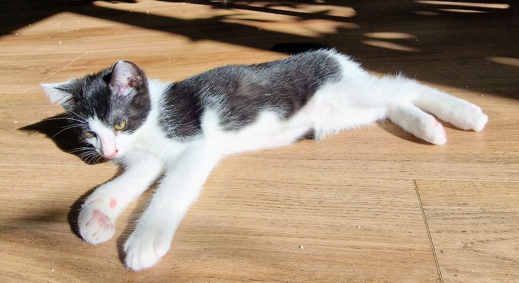 Kittens te koop., Meerdere dieren, Kortharig, 0 tot 2 jaar