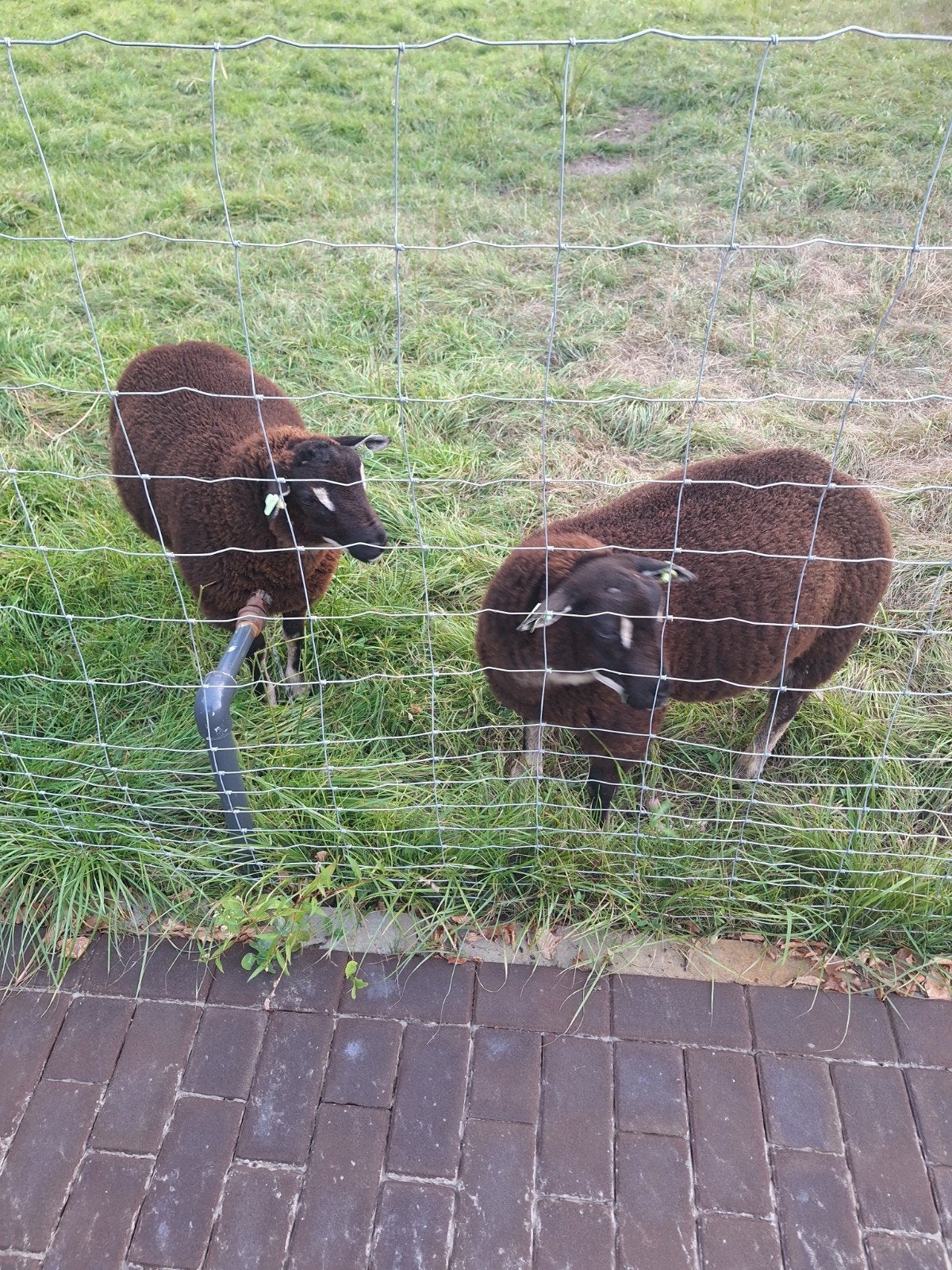 Te koop mooie swifter x texelaar dassenkop rammen dekrammen, Mannelijk, Schaap