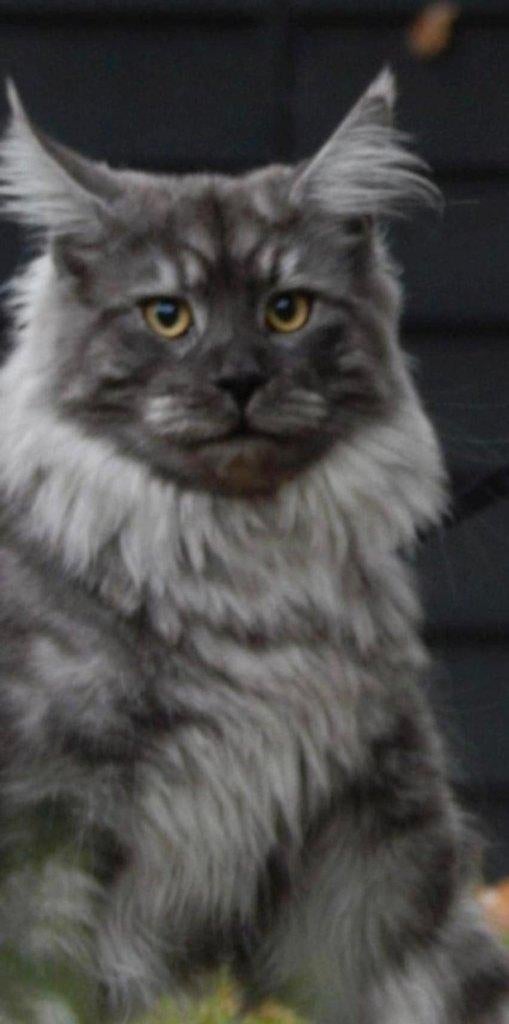 prachtige maine coon dekkater , compleet getest !kampioen, Dieren en Toebehoren, 0 tot 2 jaar