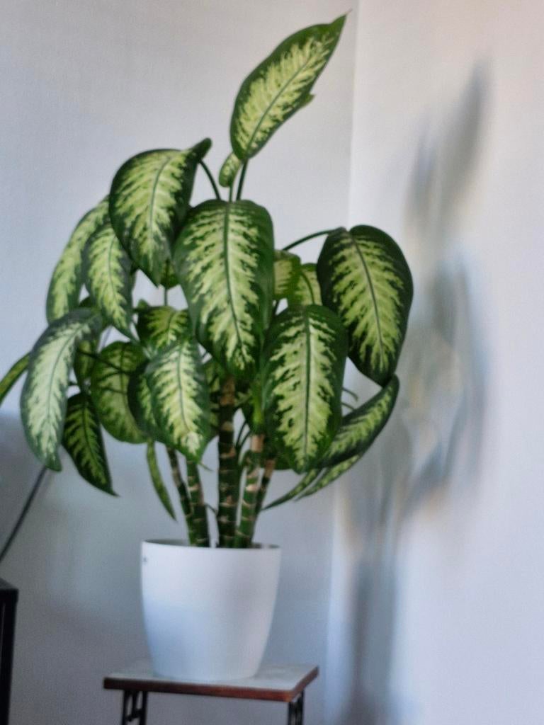 Grote Dieffenbachia kamerplant in witte pot, Ophalen, 100 tot 150 cm, Overige soorten, Halfschaduw