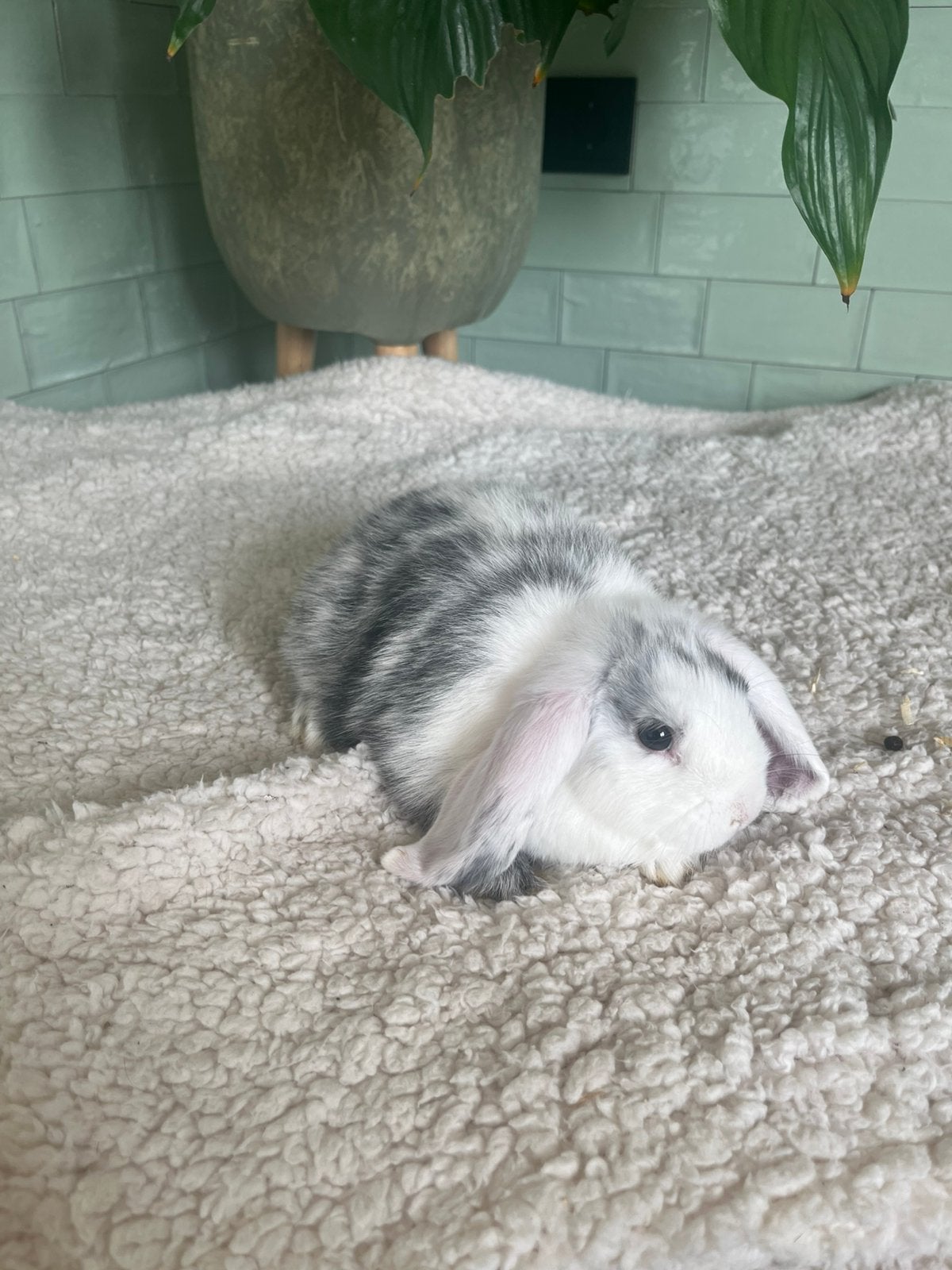 Dwergkonijn/ Mini lops, Dieren en Toebehoren, Meerdere dieren, Dwerg