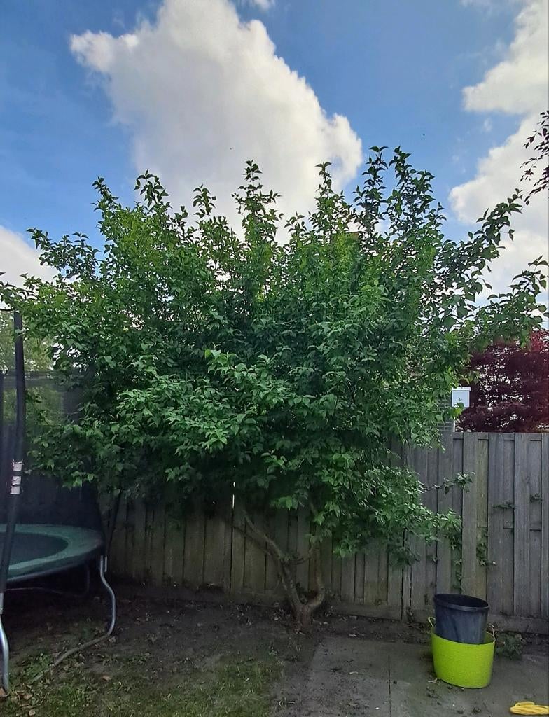 Volgroeide Gele Kornoelje (Cornus mas), Ophalen, Volle zon, Overige soorten