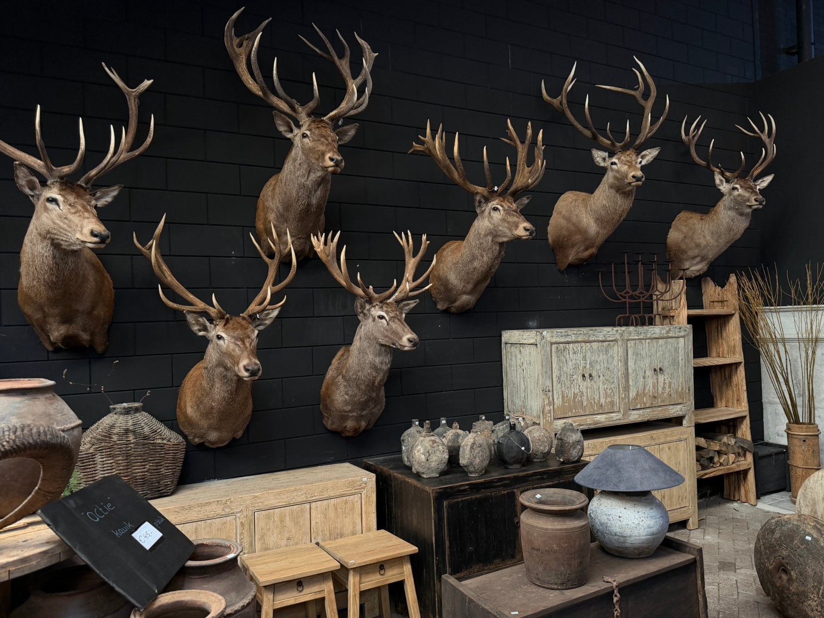 Edelhert hertenkop hert opgezet opgezette taxidermie veluwe, Ophalen, Nieuw, Hert, Opgezet dier