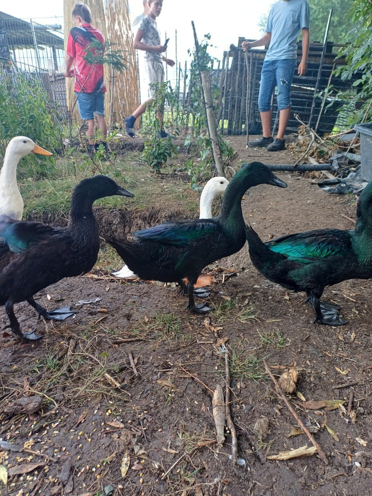 1 cayuga woerd 1 loopeend woerd, Dieren en Toebehoren, Ophalen, Nieuw, Overige typen