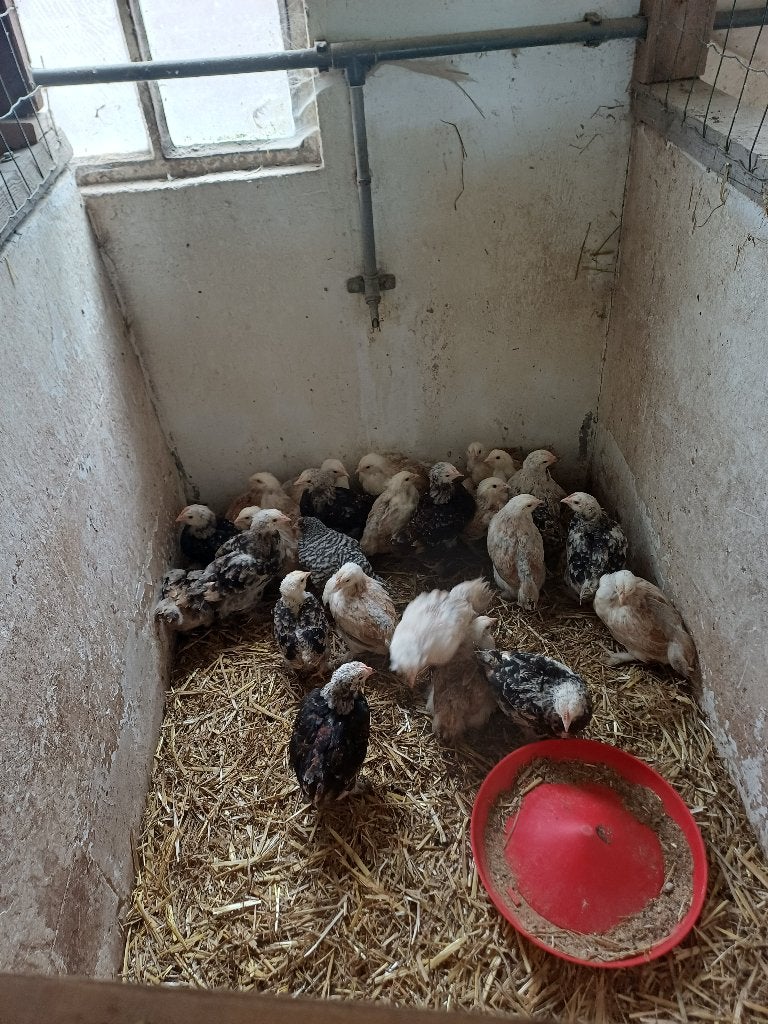 faverolle Kuikens, Dieren en Toebehoren, Meerdere dieren, Kip