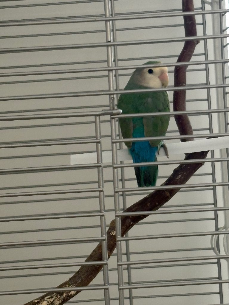 Baby agapornis met kooi, Mannelijk, Dwergpapegaai of Agapornis, Geringd