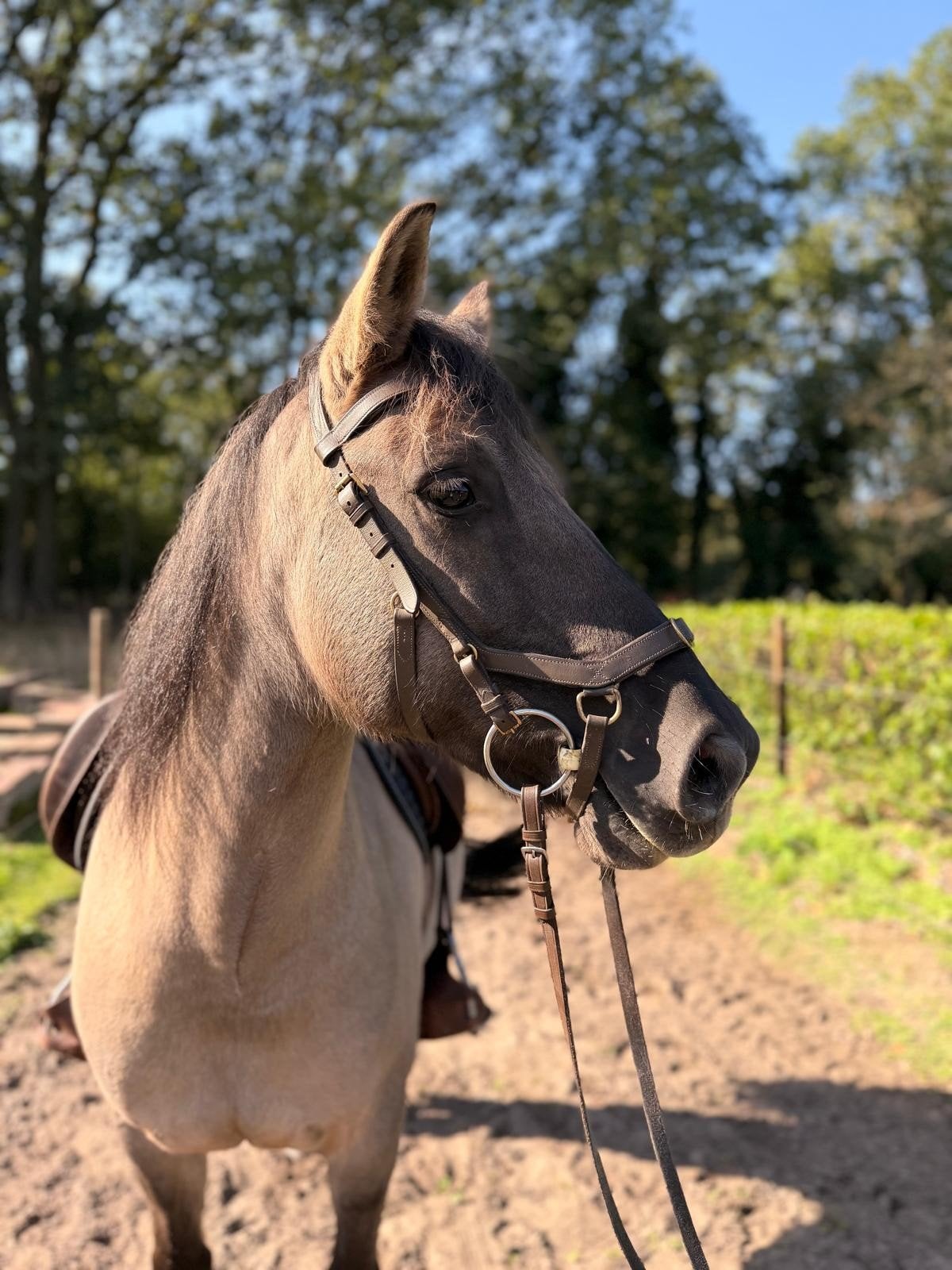 Go – lieve, aanhankelijke merrie van 9 jaar, Dieren en Toebehoren, Merrie, Zadelmak, Recreatiepony, D pony (1.37m tot 1.48m)