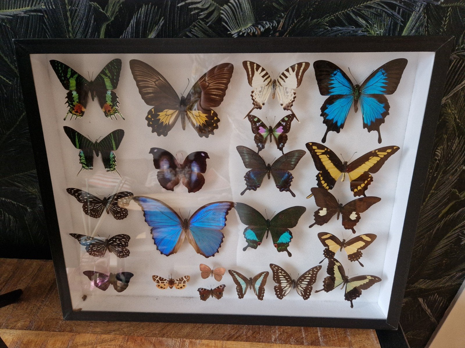 Prachtige vlindercollectie in lijst, Ophalen, Gebruikt, Insect, Opgezet dier