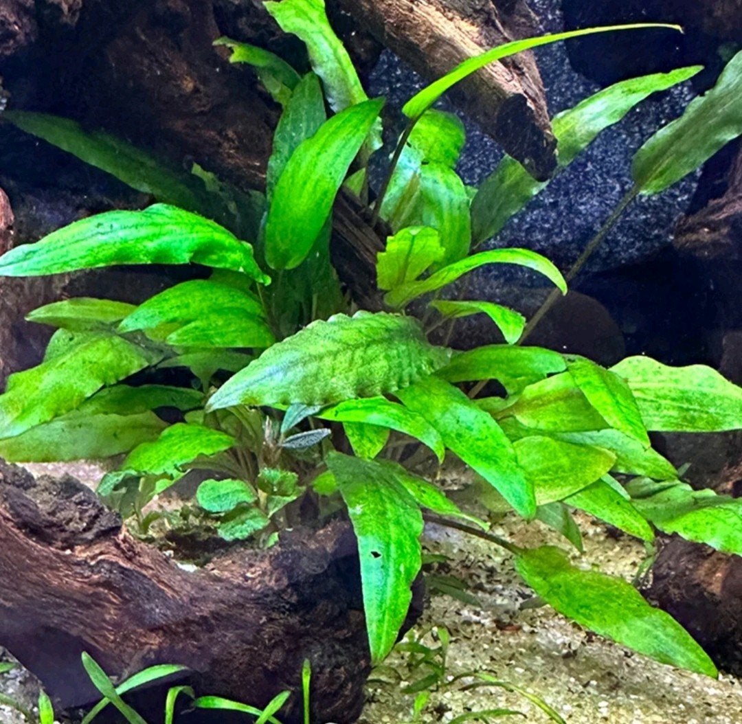 Diverse Aquarium Planten, Dieren en Toebehoren, Ophalen, Nieuw, Plant(en), Steen of Hout