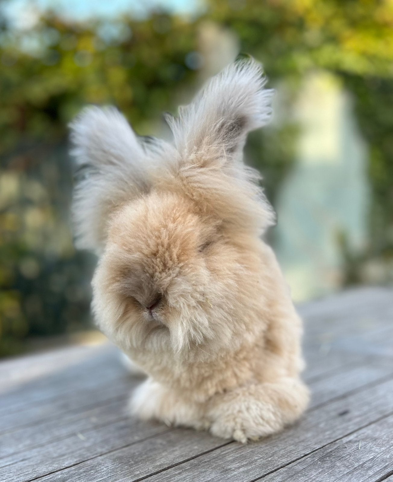 Raszuivere Engelse Angora max fullface, Meerdere dieren, Groot