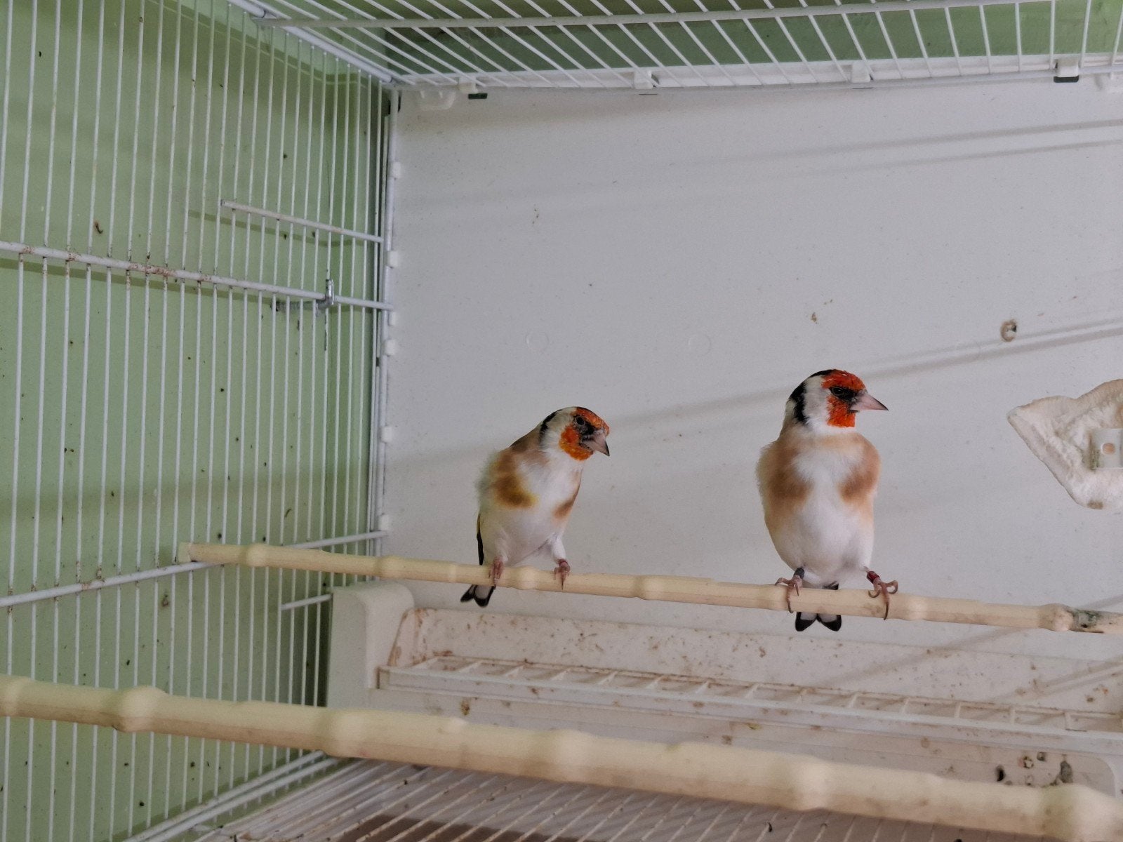 koppel majoorputters, Meerdere dieren, Geringd