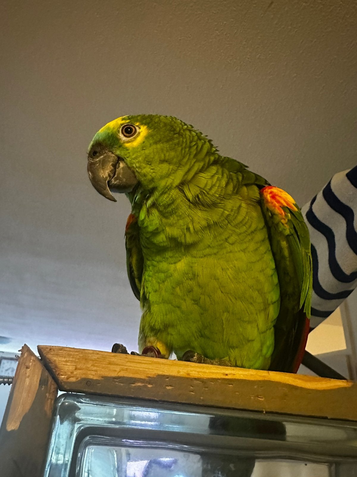 Heel mooie Amazone Papagaai, Mannelijk, Papegaai, Pratend