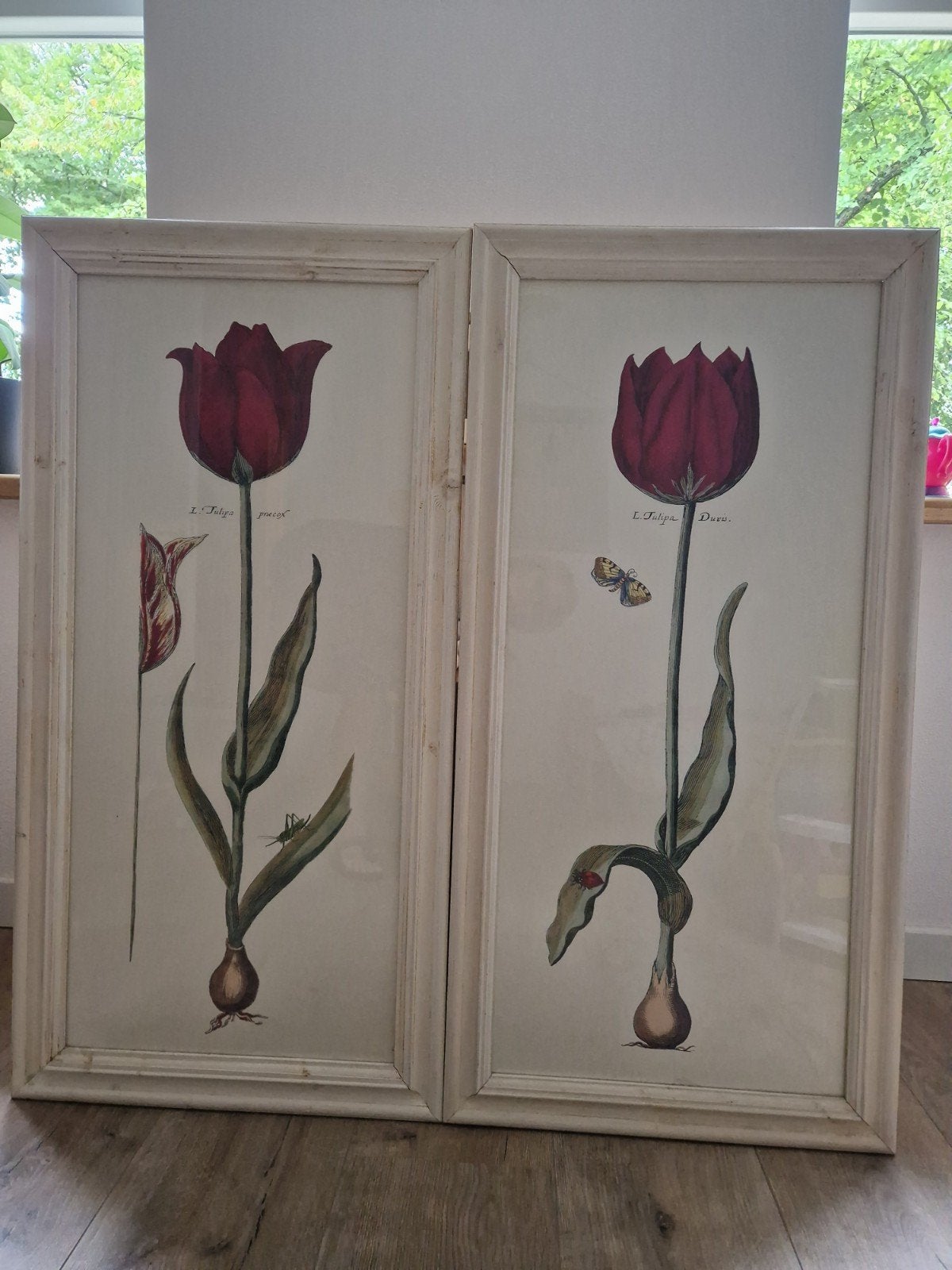 schilderijen Tulp. 55x110 cm, Ophalen, 110 cm, Rood, Hout