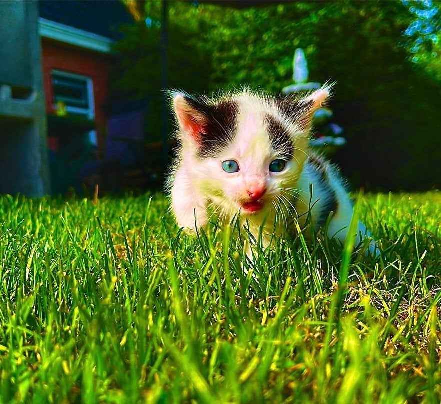 Kittens, Kater