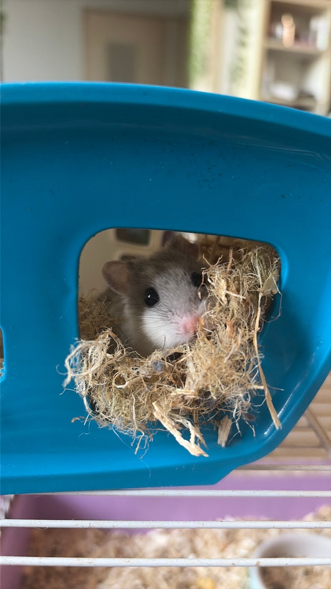 dwerghamster afhalen zsm!, Dieren en Toebehoren, Hamster, April, Mannelijk, Tam