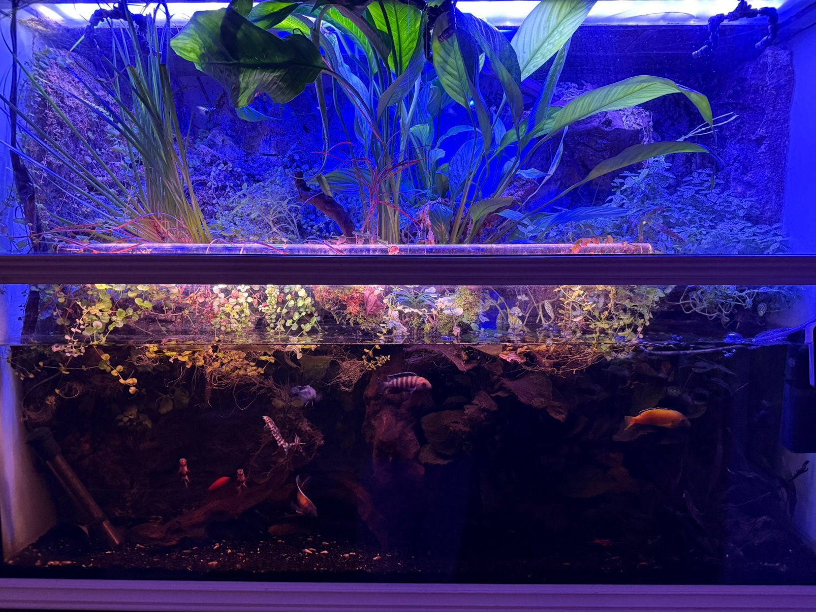 Groot paludarium met vissen, kast en extras, Vis, Zoetwatervis