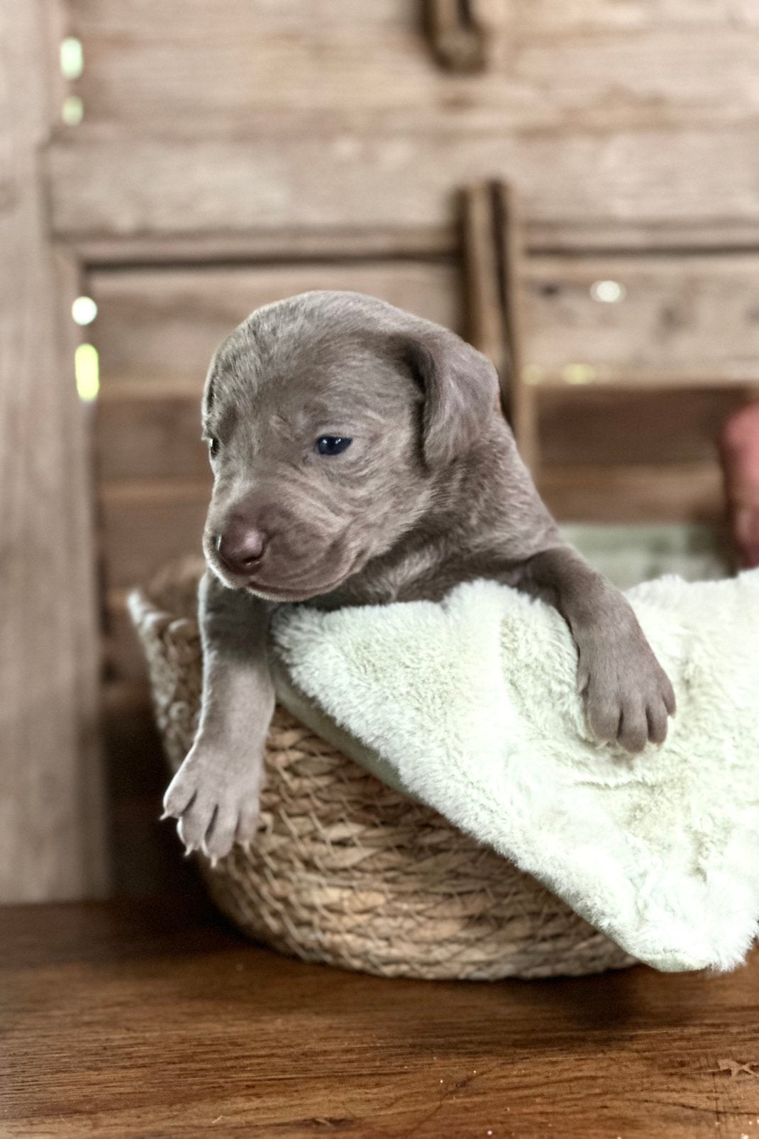 * Prachtige Weimaraner pups *, Overige rassen, 8 tot 15 weken, Parvo, Meerdere