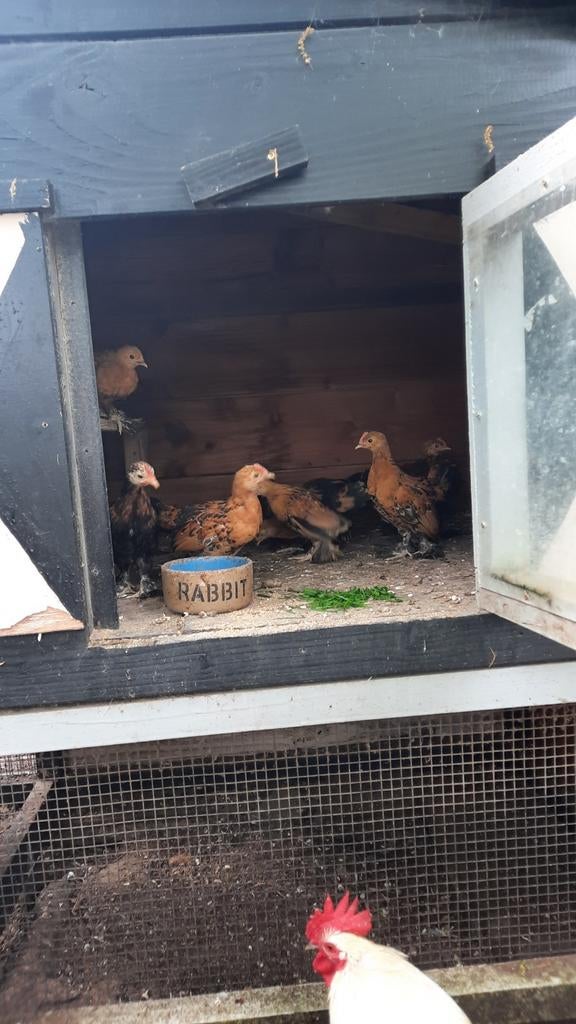 Jonge sabelpoot kuikens(hanen), Dieren en Toebehoren, Pluimvee, Mannelijk, Kip