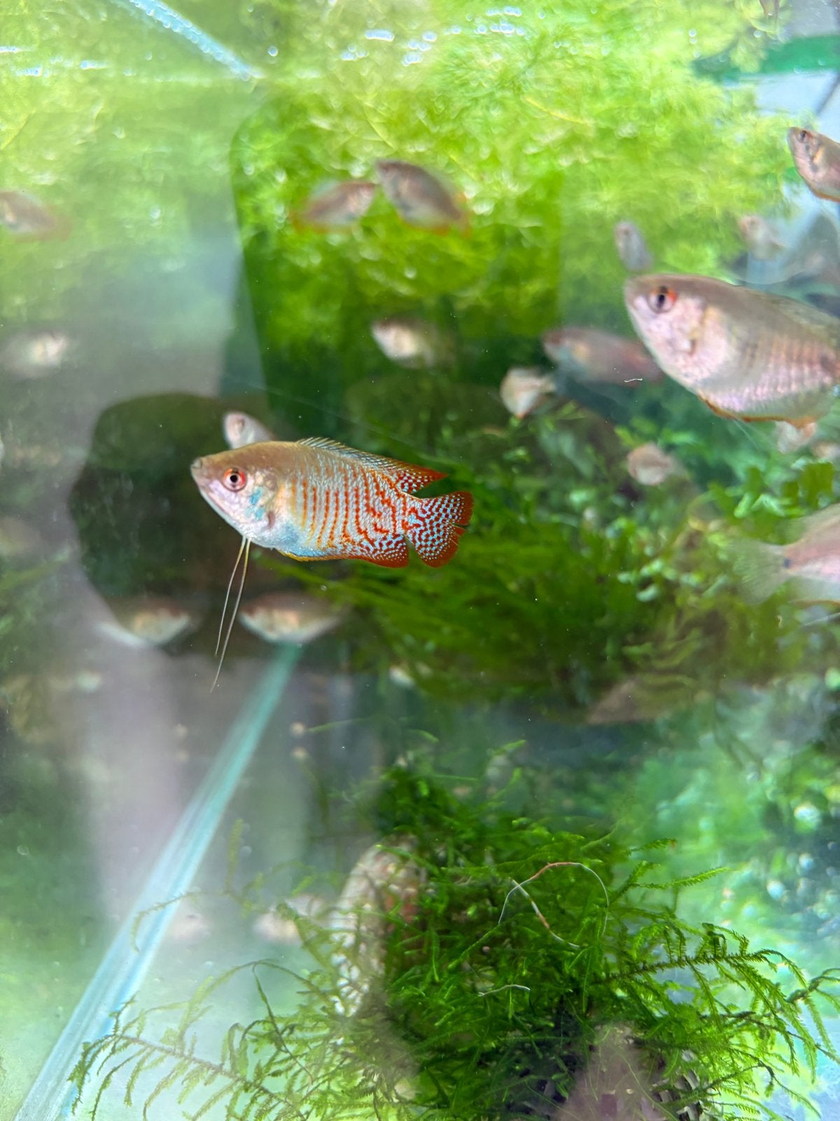 Diversen Dwerggoerami’s, Dieren en Toebehoren, Vis, Zoetwatervis, Schoolvis