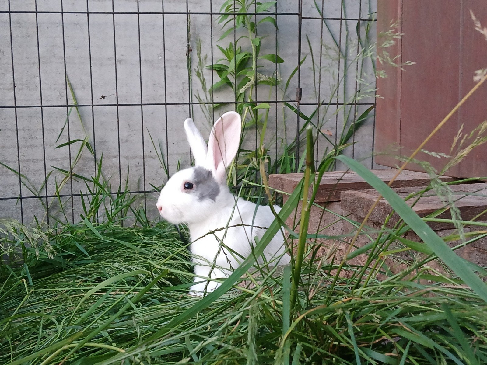 Mannetjes konijn, Dieren en Toebehoren, Konijnen