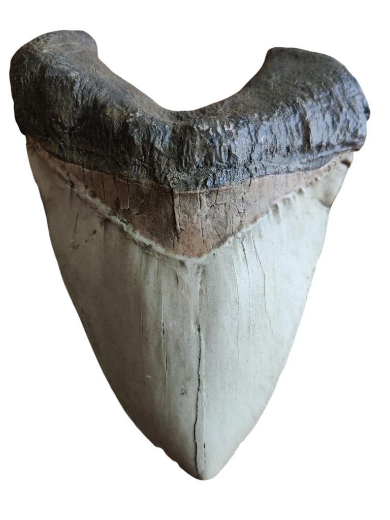 Reusachtige haaientand, Ophalen of Verzenden, Beeldje of Figuurtje